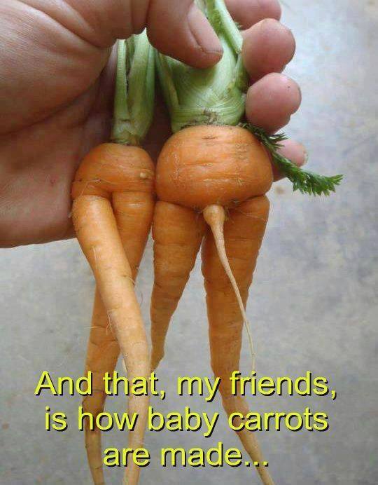 Carrots Man Woman